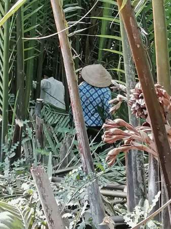 Mekong Delta, Vietnam - February 26, 2020: The Mekong Delta in Vietnam is a vast maze of rivers, swamps and islands, floating markets. Boats are the main means of transportation.のeditorial素材