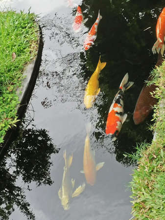 koi carp fishes swimming in fresh water in Vietnamのeditorial素材