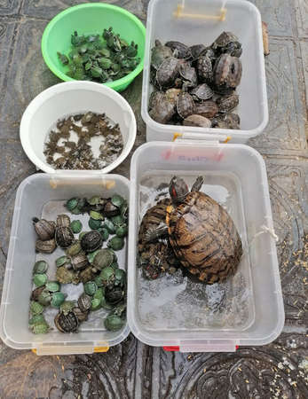 Hanoi, Vietnam - February 26, 2020: various turtles for sale on a street market in Vietnamのeditorial素材