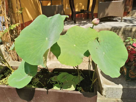 lotus plant in a container in Vietnamのeditorial素材