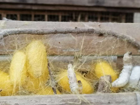 Da Nang, Vietnam - February 26, 2020: silkworm and cocoons from which through boiling and thread silk is producedのeditorial素材