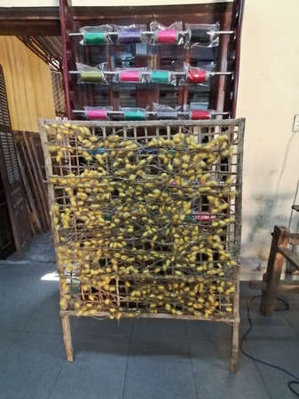 Da Nang, Vietnam - February 26, 2020: silkworm and cocoons from which through boiling and thread silk is producedのeditorial素材