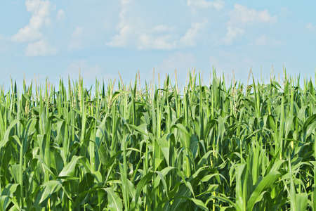 growing corn field with green leavesの写真素材