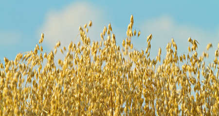 common oat (Avena sativa) close up against a blue sky