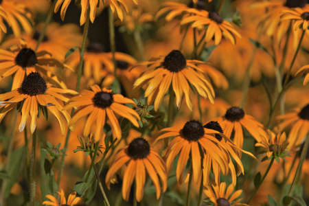 Rudbeckia flowers (Black eyed susan)の写真素材
