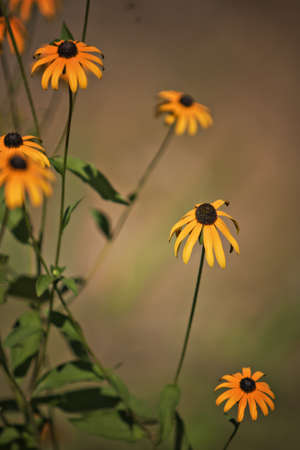 Rudbeckia flowers (Black eyed susan)の写真素材