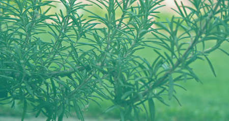 detail of a rosemary plant (Salvia rosmarinus)の写真素材