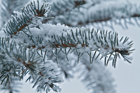 pine tree branch covered with snowの写真素材