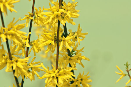 blooming forsythia branchesの写真素材