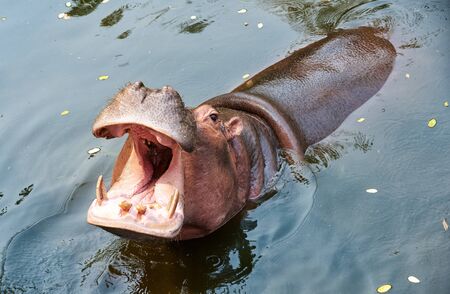 A hippopotamus with its mouth open while in the waterの写真素材