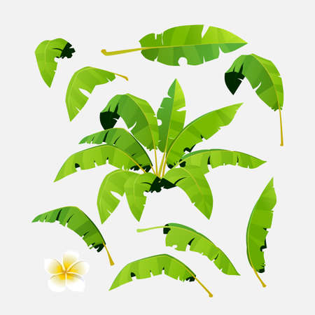 Set of palm leaves for design. Vector illustrationのイラスト素材