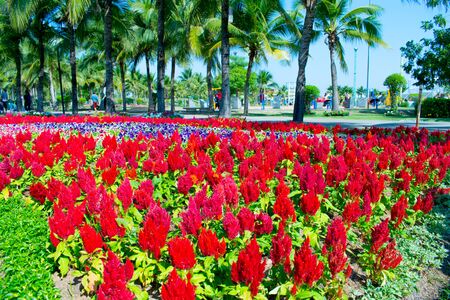 Flowersの写真素材