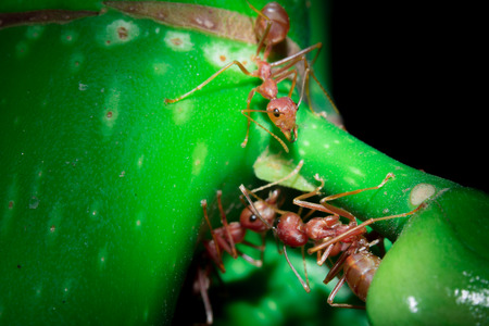 Macro closeup ant in natureの写真素材