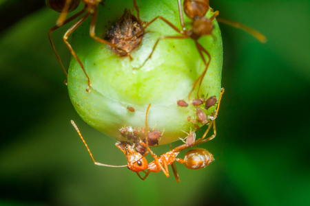 Macro ant in nature backgroundの写真素材