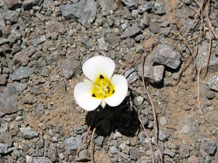 This is a white and yellow Mariposa lily in the Sierra Nevadas of Northern Califonia.の写真素材