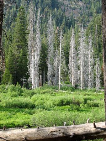 This is a stand of trees turned white in the Sierra Navada Mountains.の写真素材