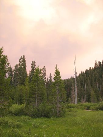 This is a small meadow flanked by trees at sunset in the Sierra Nevada mountains.の写真素材