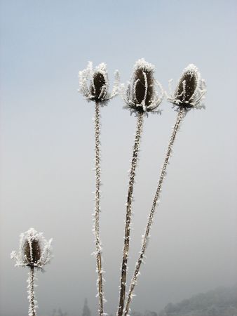 three frozen flower heads towering above one shorted frozen flower.の写真素材
