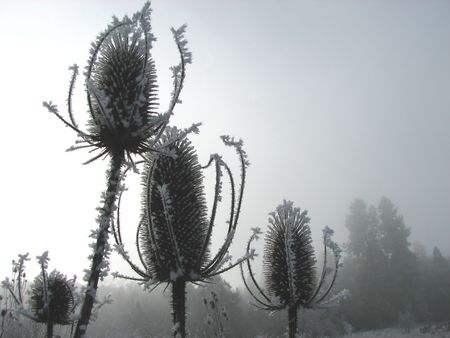 group of iced over thistle flowersの写真素材