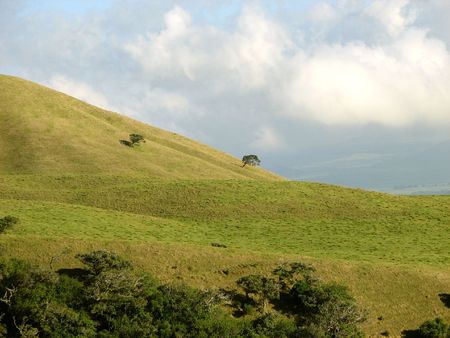 two trees with plenty of room on an otherwise empty hill side. Taken on the Big Island Hawaii.の写真素材