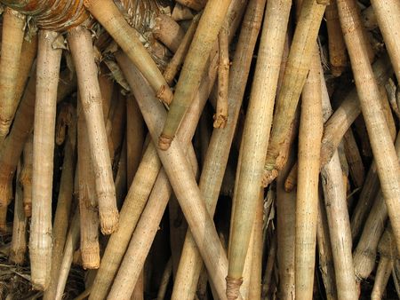 roots protruding from the bottem of a Hawaiian palm tree.の写真素材