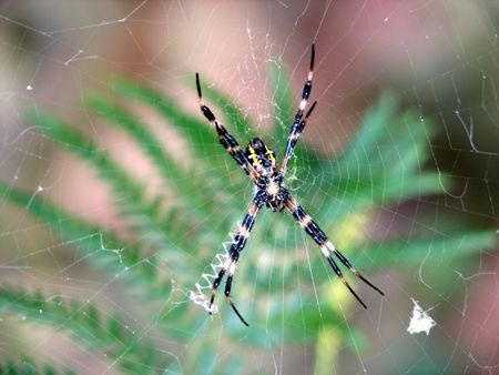 an Argiope Hawaiian spider.の写真素材