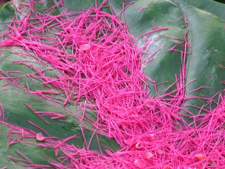 Pink needles lining the inside of a massive green leaf.の写真素材