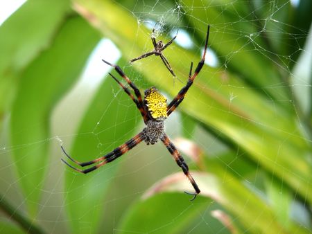 Argiope Spiders in their webの写真素材