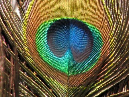 The colorful eye of a Peacock feather.の写真素材