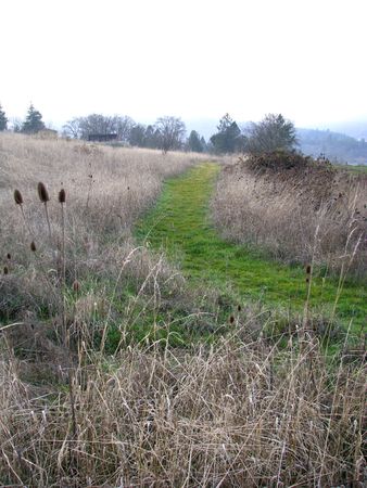 A green path cutting across a winter field.  Taken in the Pacific Northwest, USA.の写真素材