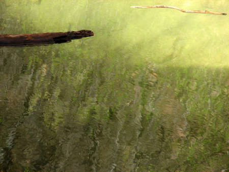 Wood floating down a green river in Zion National Park.  Utah, U.S.A.の写真素材