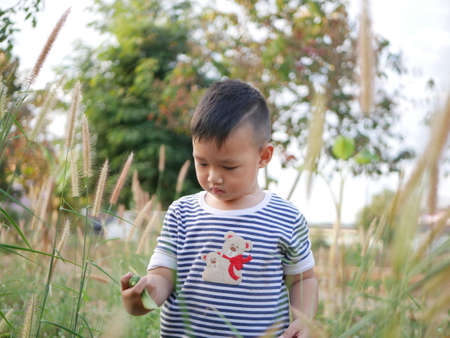 A cute little boy playing in the meadowの写真素材