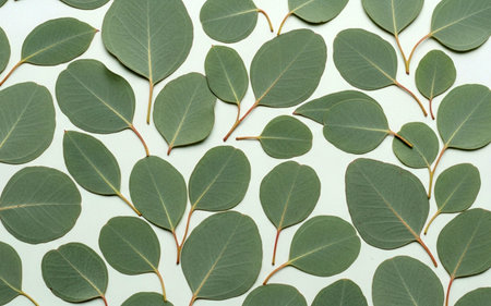 Eucalyptus leaves on white background. Flat lay, top view.の素材