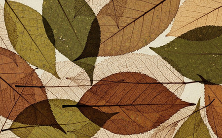 Autumn leaves background. Autumn leaves background. Autumn leaves background.の素材