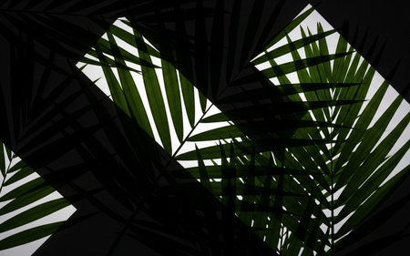 Palm leaf shadow on white background. 3D rendering illustration.の素材