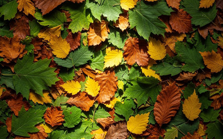 Autumn leaves background. Colorful autumn leaves background. Top view.の素材