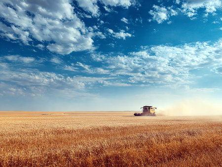 Combine harvester working on wheat field. Harvesting conceptの素材