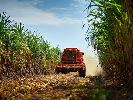 Sugar cane harvest in the fields of Cebu,の素材