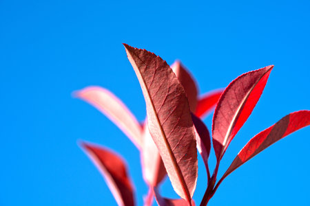 Red leaf plant in clear blue sky for background and inspirationの写真素材