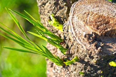 New born from Tree concept growth and new for background and inspiration