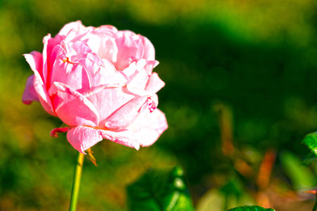 Close up pink rose in garden with green and black bokeh for backgroundの写真素材