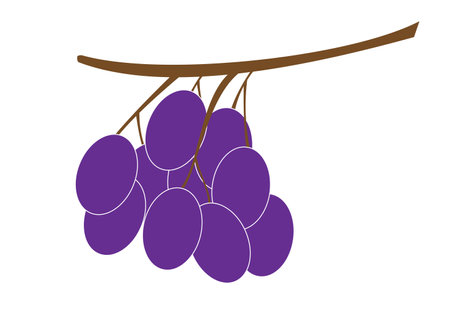 grape vine for kid coloring book icon cartoon vector and illustrationのイラスト素材