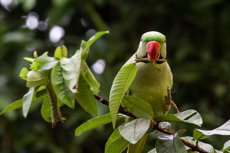 Rose-ringed parakeet (Psittacula krameri) on a guava branch