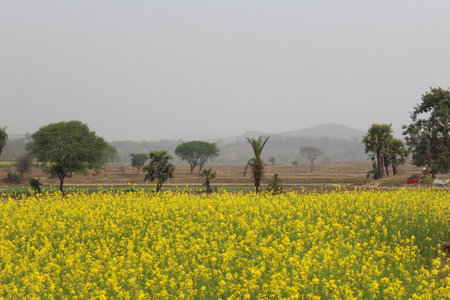 Mustard fields come alive with vibrant yellow blooms, resembling golden carpets spread across the landscape. A stunning visual spectacle in rural agricultural regions.の写真素材
