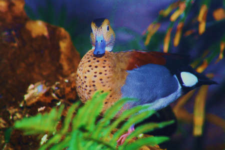 blue duckの写真素材