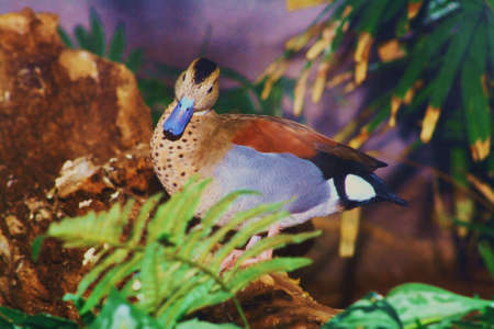 blue duck の写真素材