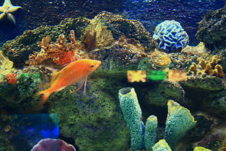 fish