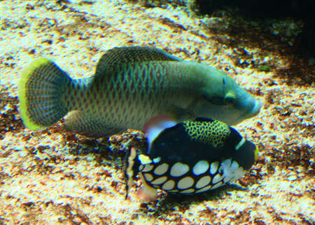 fish