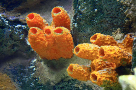 Coralの写真素材