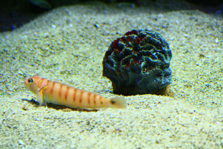 fish